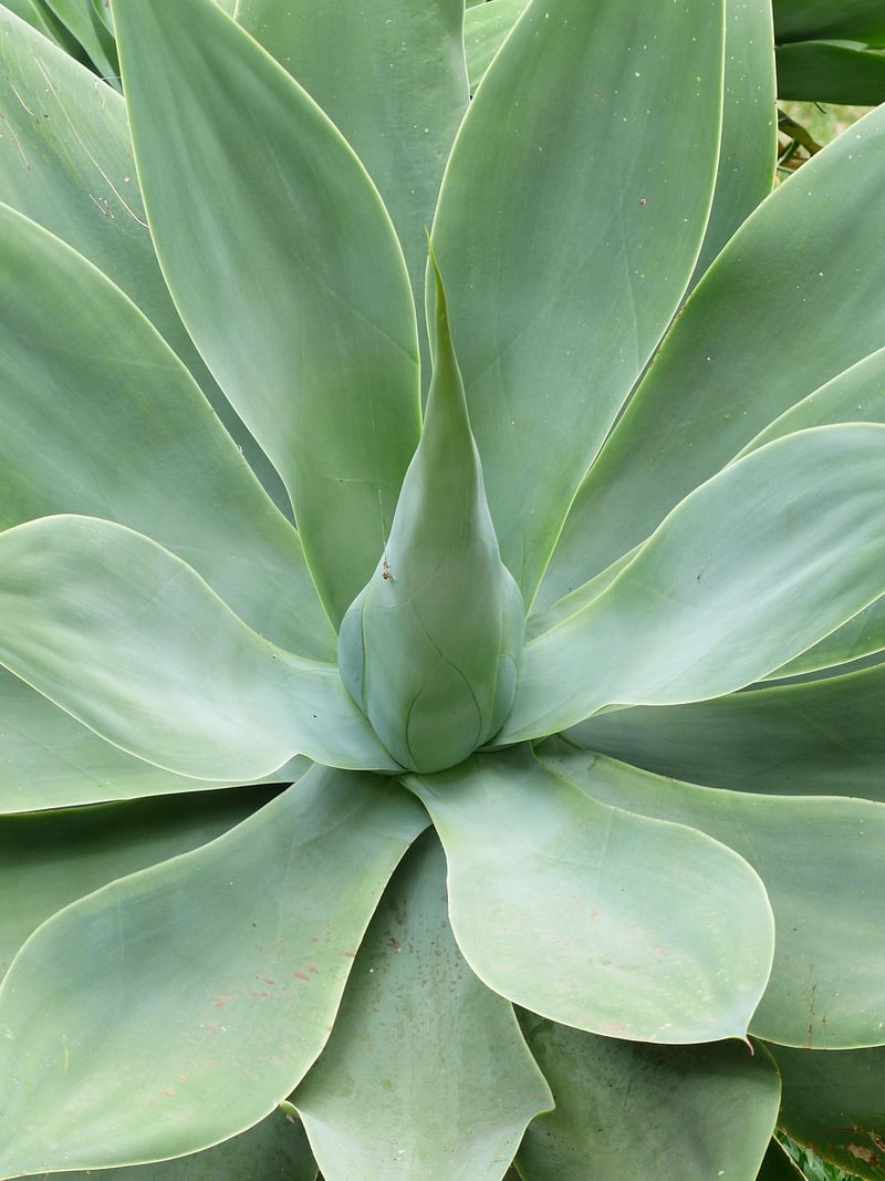 Succulent Plant