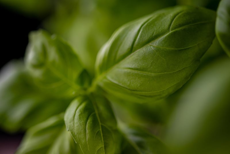 Basil Herbs