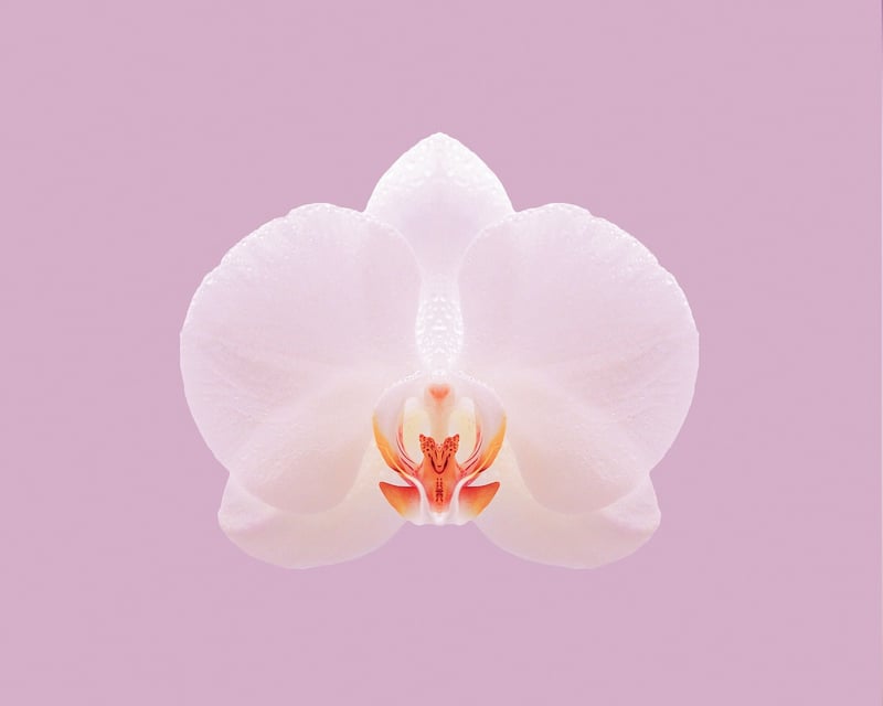 Orchids Flower